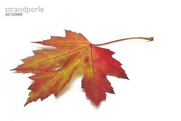Ahornblatt mit Herbstfärbung