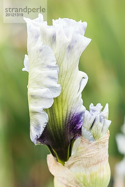 Schöne mehrfarbige Iris Knospe blühen im Garten. Close up  Zerbrechlichkeit und Sommer Konzept