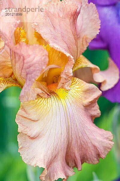 Schöne bunte Iris Blume blühen im Garten. Close up  Zerbrechlichkeit und Sommer Konzept