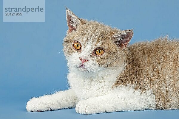 Rassekatze Selkirk Rex  Kitten  Alter 10 Wochen  Farbe fawn tortie white  Tierportrait  Studioaufnahme