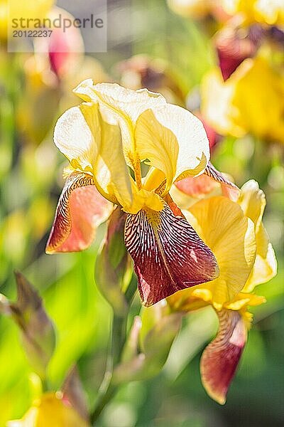 Bunte gelbe und rote Schwertlilien in einem botanischen Garten