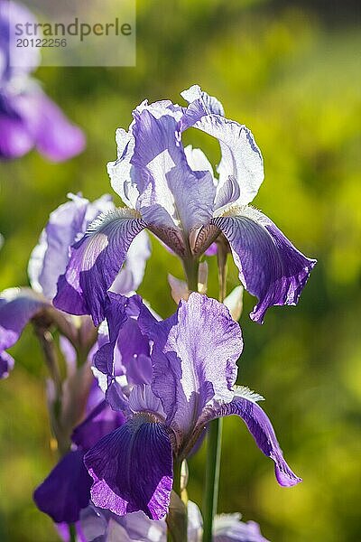 Bunte lila und blaue Schwertlilien in einem botanischen Garten