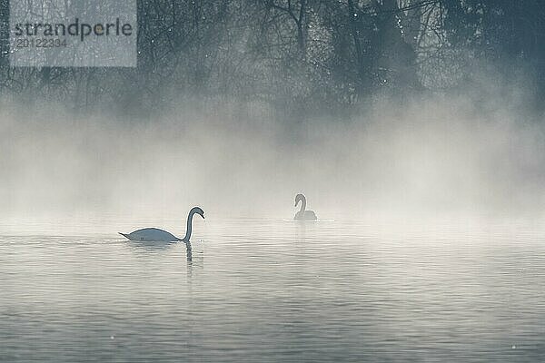 Mute swan (Cygnus olor) Silhouette in der Morgennebel auf dem Wasser eines Sees. Bas-Rhin  Elsass  Grand Est  Frankreich  Europa