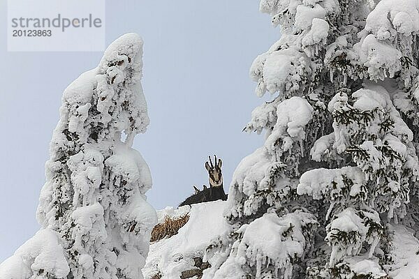 Gämse (Rupicapra rupicapra)  im Schnee liegend  frontal  Bergwald  Ammergauer Alpen  Oberbayern  Bayern  Deutschland  Europa