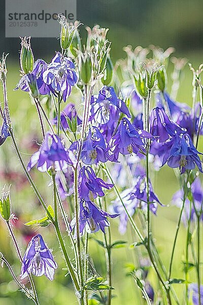 Blühende lila und blaue Akelei im Garten