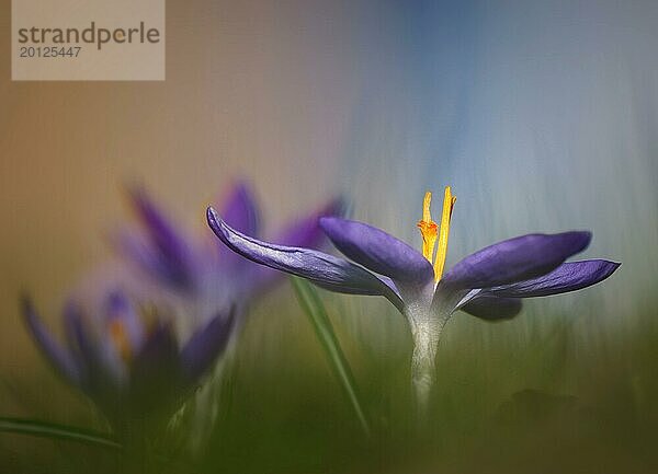 Krokus (Crocus vernus)  Frühlingsblüher  Hintergrund  Bokeh  Rheinland-Pfalz  Deutschland  Europa