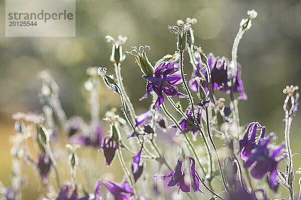 Blühende lila und blaue Akelei im Garten