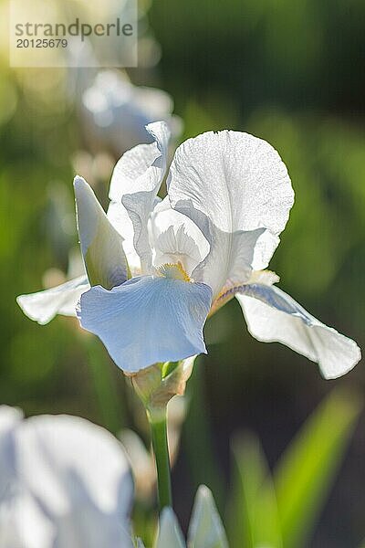 Bunte gelbe und weiße Schwertlilien in einem botanischen Garten