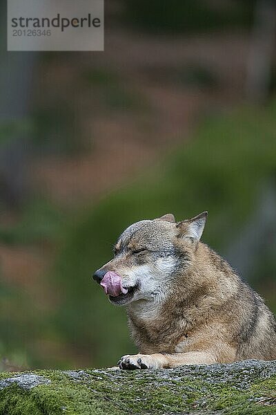 Europäischer Wolf (Canis lupus lupus)  erwachsenes Tier  das sich die Lippen leckt  während es sich auf einem Felsen in einem Waldgebiet ausruht  Bayern  Deutschland  Gefangenschaft  Europa