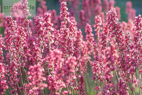 Blühende lila Heuchera im Garten