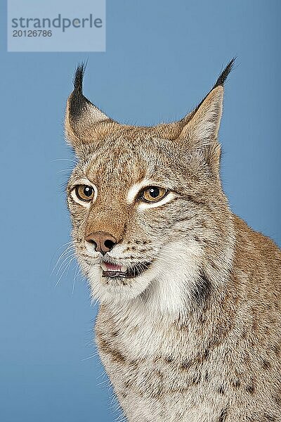 Eurasischer Luchs (Lynx lynx)  Tierportrait  captive  Studioaufnahme