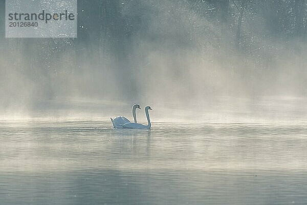 Mute swan (Cygnus olor) Silhouette in der Morgennebel auf dem Wasser eines Sees. Bas-Rhin  Elsass  Grand Est  Frankreich  Europa