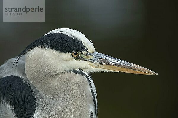 Graureiher (Ardea cinerea) erwachsener Vogel Kopf Portrait  England  Großbritannien  Europa