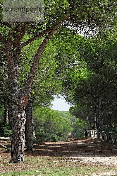 Kiefern im Parque Natural de la Breña Spanien