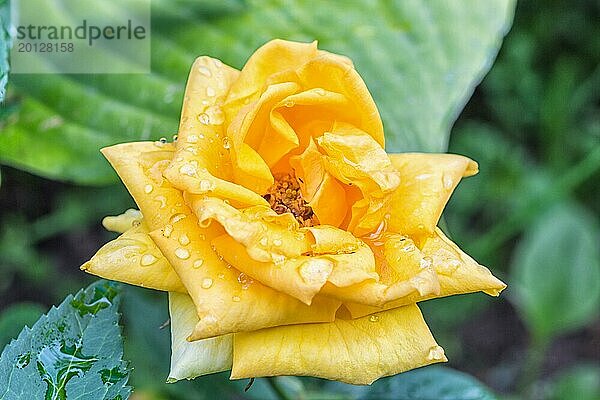 Bunte gelbe Rosenblüte mit Wassertropfen