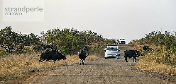 Touristen im Auto auf einer unbefestigten Straße bei Safari  Kaffernbüffel (Syncerus caffer caffer) überqueren die Straße  Kruger Nationalpark  Südafrika