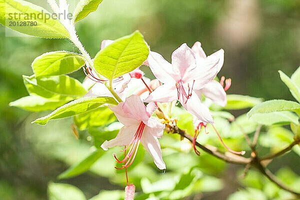 Rhododendron (Azalee) blüht in verschiedenen Farben im Frühlingsgarten. Nahaufnahme. Unscharfer Hintergrund