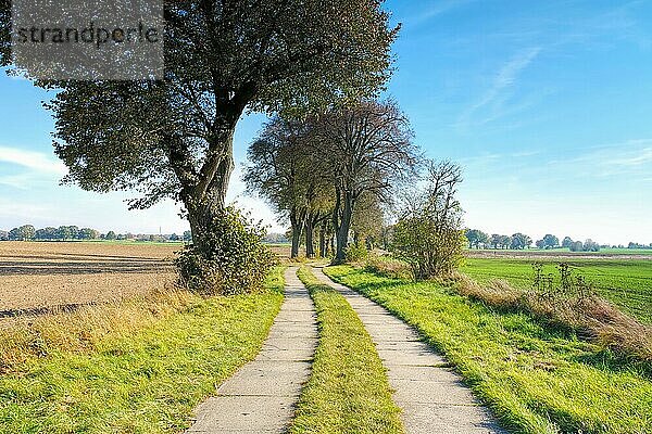 Allee in der Uckermark im Herbst  kleiner Feldweg  Tree avenue in Uckermark in autumn  small field path