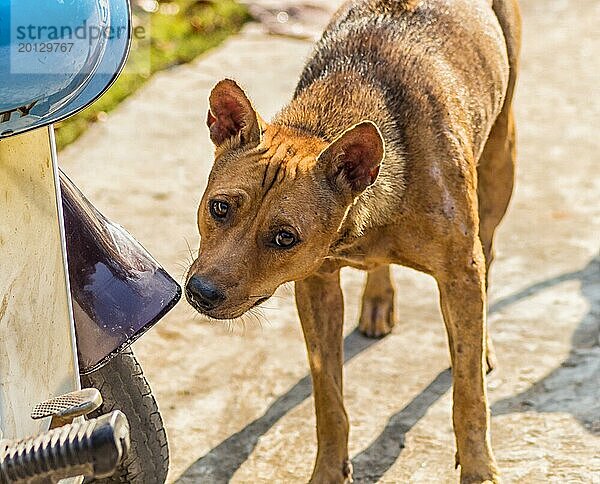 Trauriger roter Hund in der Nähe des Rollers in einem Dorf