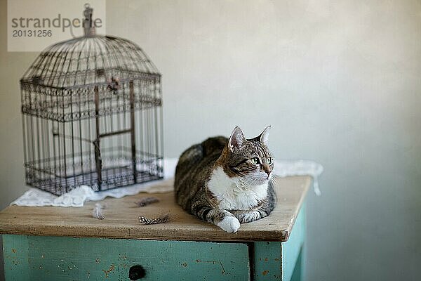 Katze sitzt wartend neben Vogelk
