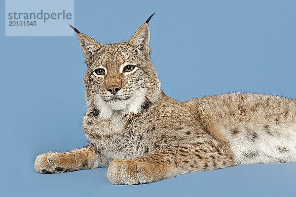 Eurasischer Luchs (Lynx lynx)  liegend  Tierportrait  captive  Studioaufnahme