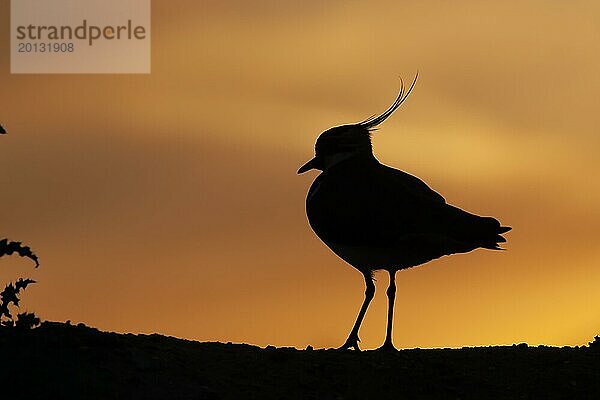 Kiebitz (Vanellus vanellus)  Altvogel  Silhouette auf einem Bergrücken bei Sonnenuntergang  England  Großbritannien  Europa