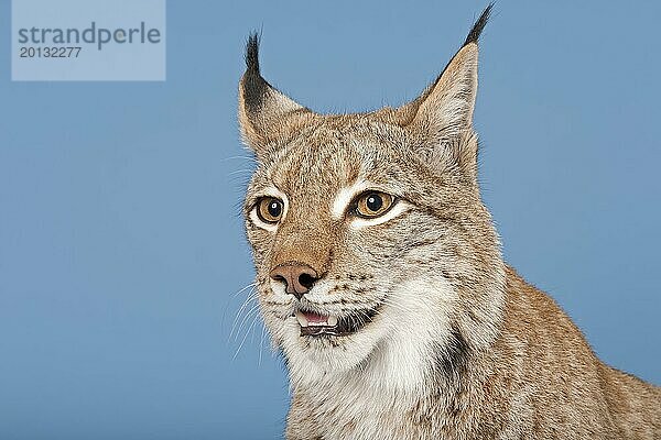 Eurasischer Luchs (Lynx lynx)  Tierportrait  captive  Studioaufnahme