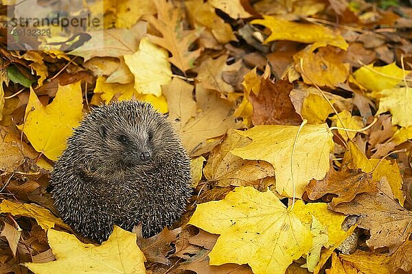 Braunbrustigel (Erinaceus europaeus)  erwachsenes Tier  das auf einem Haufen gefallener Herbstblätter ruht  Suffolk  England  Großbritannien  Europa