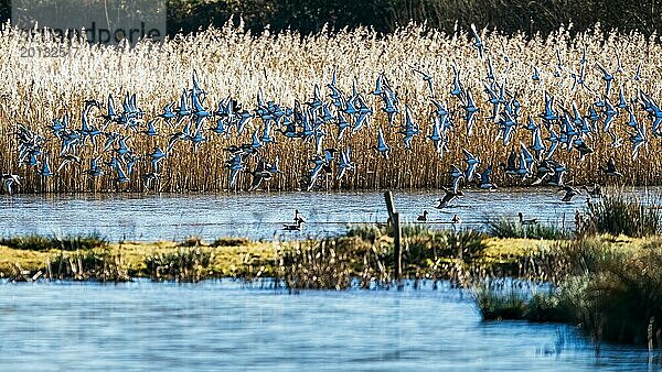 Uferschnepfe  Limosa limosa  Vögel im Flug über Sümpfen im Winter