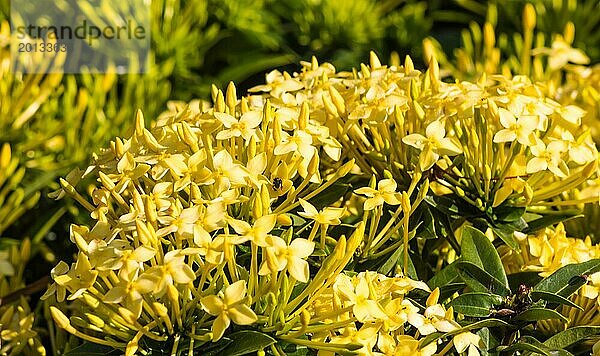 Tropischer Strauch mit gelben Blüten und immergrünen Blättern