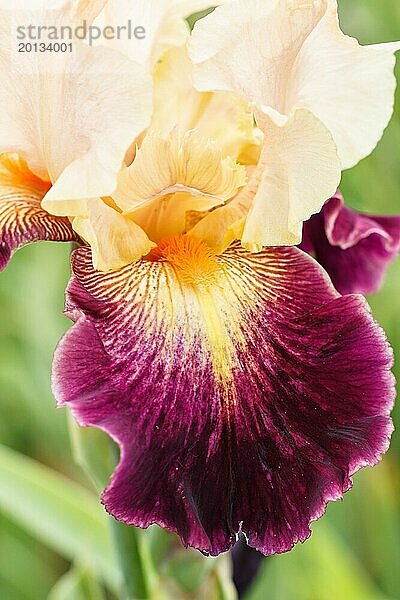 Schöne bunte Iris Blume blühen im Garten. Close up  Zerbrechlichkeit und Sommer Konzept