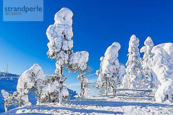 Landschaft mit Schnee im Winter in Ruka  Finnland  Europa