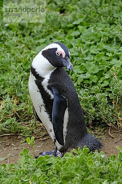 Brillenpinguin  Pinguin  Stony Point Penguin Colony  Bettys Bay  Garden Route  Westkap  Südafrika