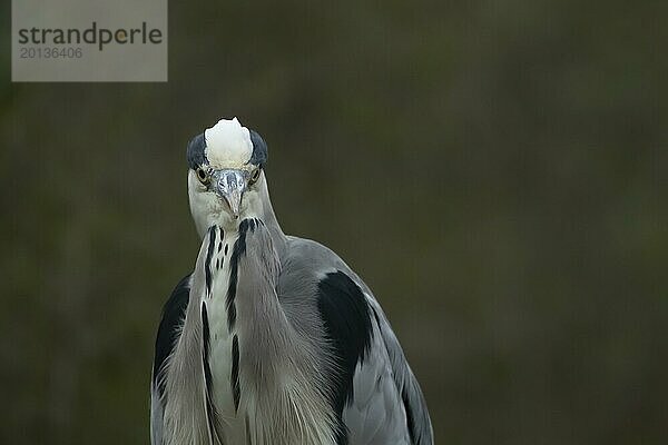 Graureiher (Ardea cinerea) erwachsener Vogel Kopf Portrait  England  Großbritannien  Europa