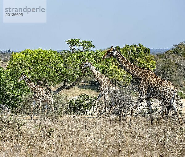Drei Kapgiraffen (Giraffa giraffa giraffa)  afrikanische Savanne  Kruger Nationalpark  Südafrika