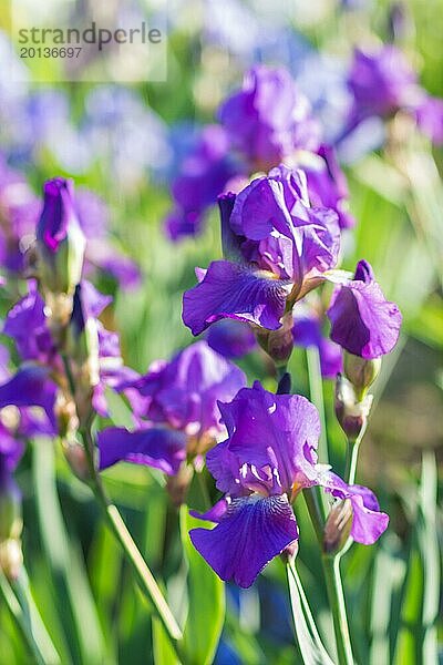 Bunte lila Schwertlilien in einem botanischen Garten