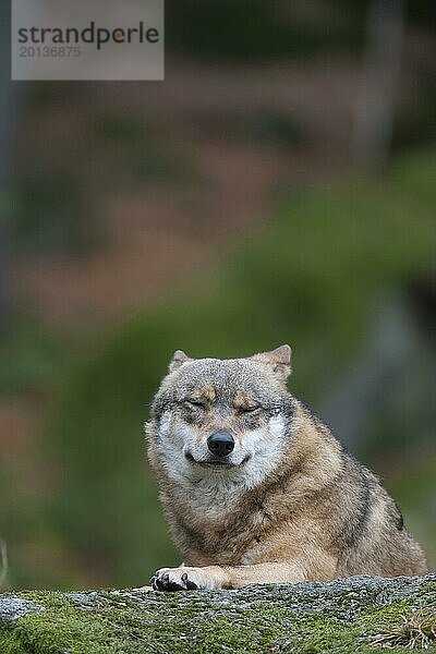 Europäischer Wolf (Canis lupus lupus)  erwachsenes Tier  ruhend auf einem Felsen in einem Waldgebiet  Bayern  Deutschland  captive  Europa