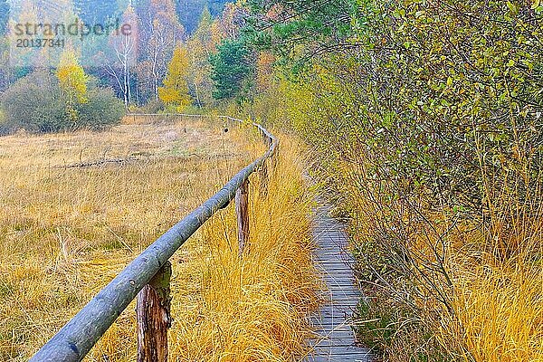 Bohlenweg im Lauschehochmoor im Zittauer Gebirge  track in the in the bog in Zittau Mountainsn  autumn