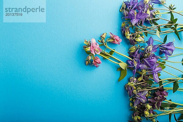 Rosa und lila Akelei Blumen auf pastellblauem Hintergrund. Morninig  Frühling  Mode Zusammensetzung. Flachlage  Draufsicht  Kopierraum