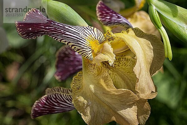 Schöne bunte Iris Blume blühen im Garten. Close up  Zerbrechlichkeit und Sommer Konzept