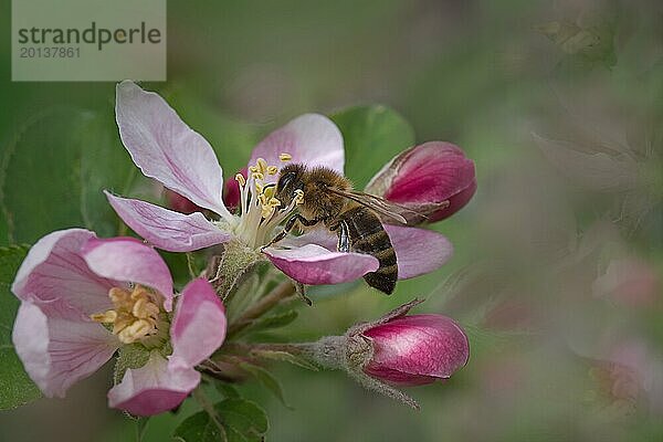 Apfelblüte  Kulturapfel (Malus domestica)  Apfelblütenzweig mit Honigbiene (Apis mellifera)  Bokeh Effekt  Rheinland-Pfalz  Deutschland  Europa