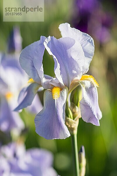 Bunte lila Schwertlilien in einem botanischen Garten