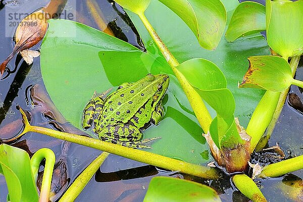 Frosch  ein kleiner Frosch in einem Teich auf einer Wasserpflanze