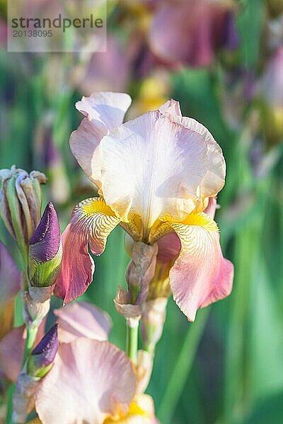 Bunte rosa und gelbe Schwertlilien in einem botanischen Garten