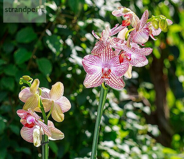 Schöne Orchideen in verschiedenen Farben auf grünem Hintergrund. Phalaenopsis Hybriden im Garten. Nahaufnahme