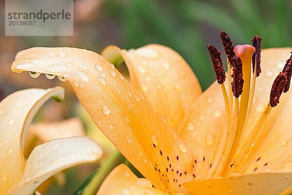 Bunte orangefarbene Lilie in einem botanischen Garten