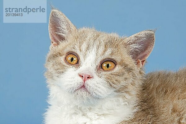 Rassekatze Selkirk Rex  Kitten  Alter 10 Wochen  Farbe fawn tortie white  Tierportrait  Studioaufnahme