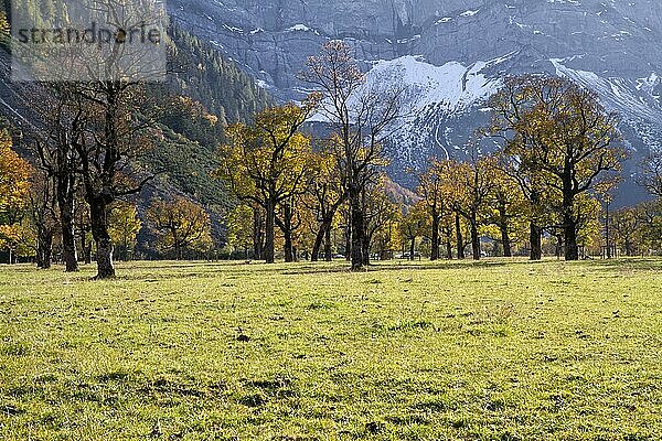 Großer Ahornboden im Karwendel  Tirol  Österreich  im Herbst  Europa