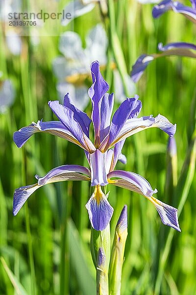 Bunte lila Iris in einem botanischen Garten