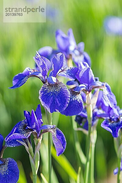 Bunte blaue und weiße Iris in einem botanischen Garten